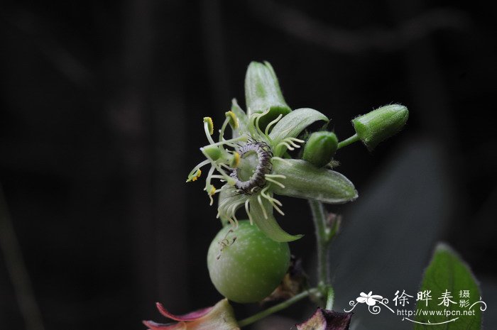 三角叶西番莲Passiflora suberosa