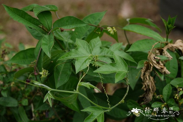 三角叶西番莲Passiflora suberosa