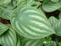 西瓜皮椒草Peperomia argyreia