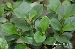 豆瓣绿Peperomia arifolia