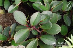 红边椒草Peperomia clusiifolia