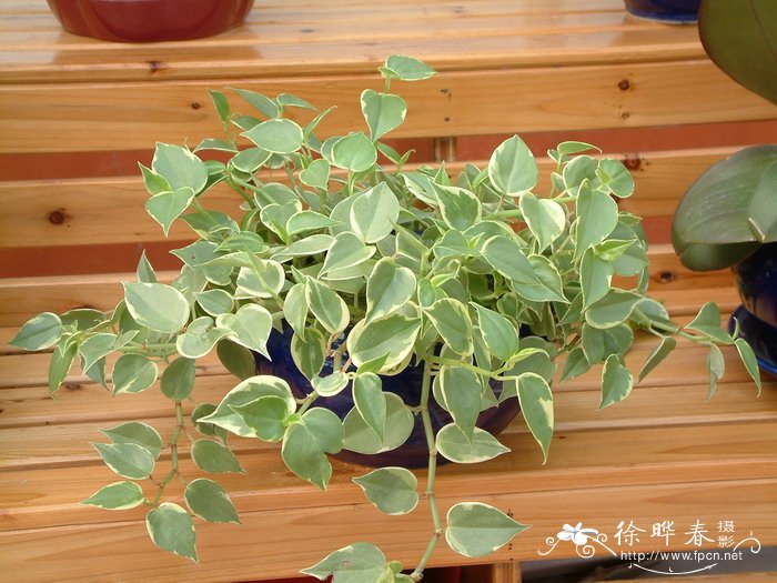 斑叶垂椒草Peperomia serpens ‘Variegata’