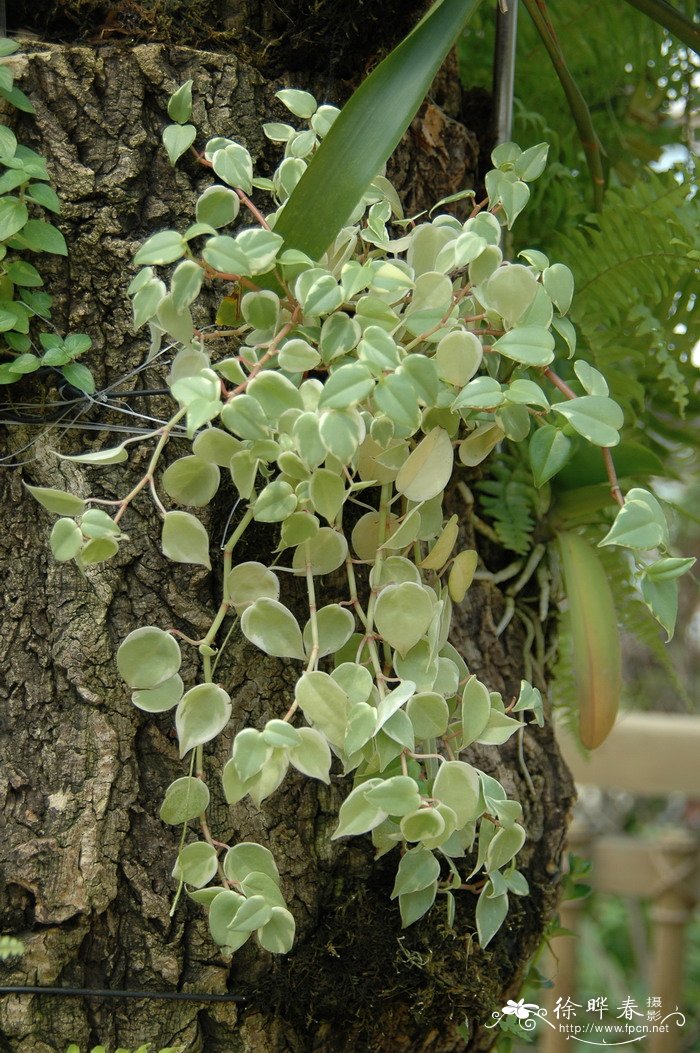 斑叶垂椒草Peperomia serpens ‘Variegata’