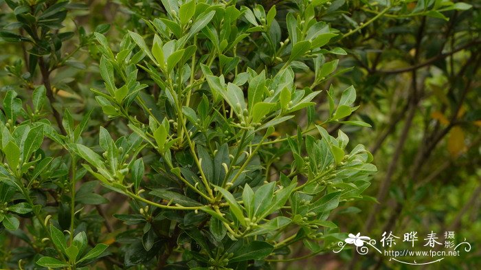 异叶海桐Pittosporum heterophyllum