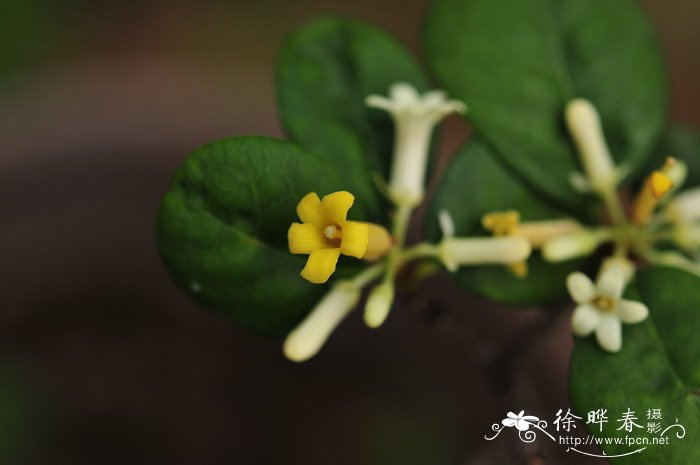 聚花海桐Pittosporum balansae