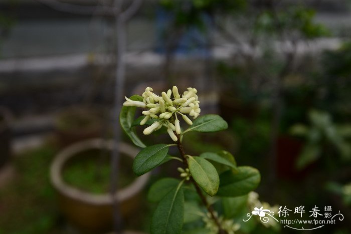 聚花海桐Pittosporum balansae