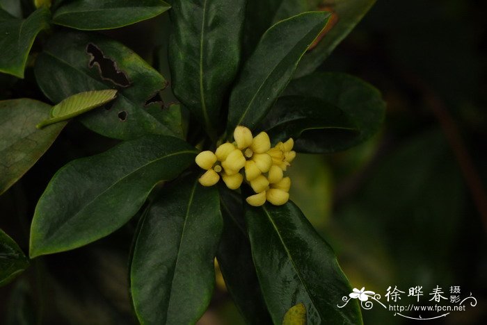 光叶海桐Pittosporum glabratum