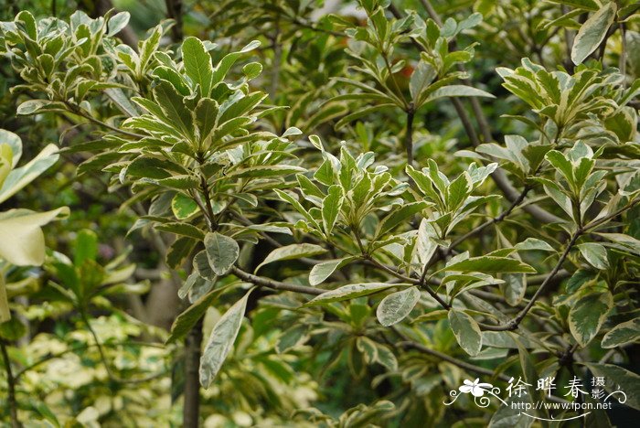 花叶兰屿海桐Pittosporum moluccanum cv.