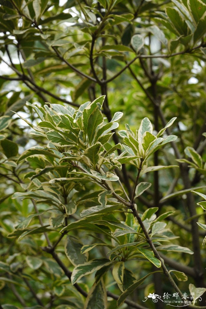 花叶兰屿海桐Pittosporum moluccanum cv.