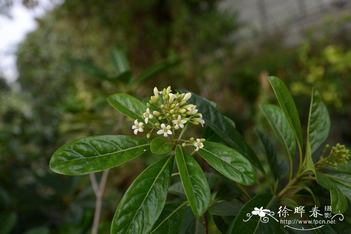 兰屿海桐Pittosporum moluccanum