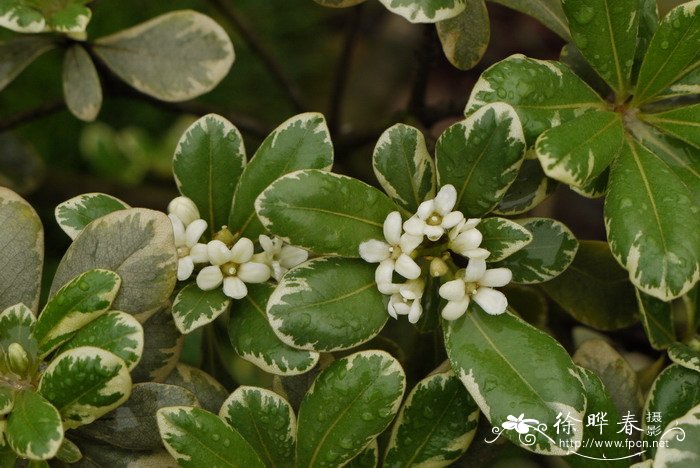 花叶海桐Pittosporum tobira ‘variegatum’