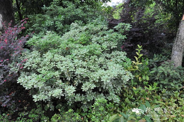 花叶海桐Pittosporum tobira ‘variegatum’