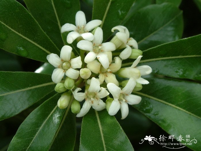 海桐Pittosporum tobira