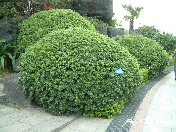 海桐Pittosporum tobira