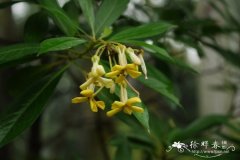 黄花海桐Hymenosporum flavum