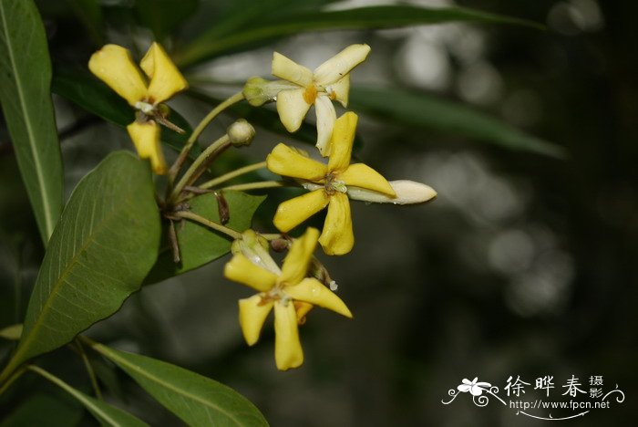 黄花海桐Hymenosporum flavum