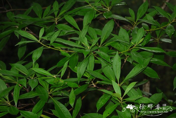 黄花海桐Hymenosporum flavum