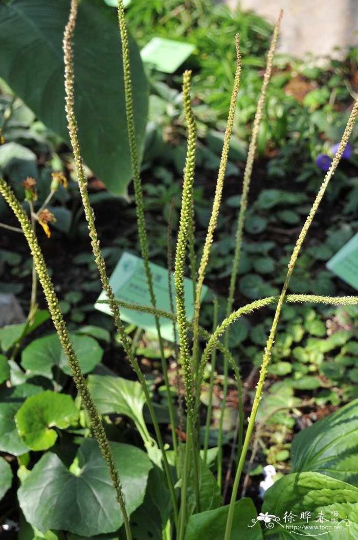 对叶车前Plantago arenaria