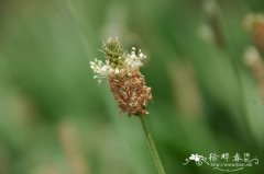 长叶车前Plantago lanceolata