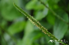 小车前Plantago minuta