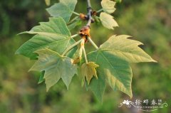 二球悬铃木Platanus acerifolia