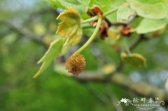 一球悬铃木Platanus occidentalis