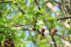 三球悬铃木Platanus orientalis