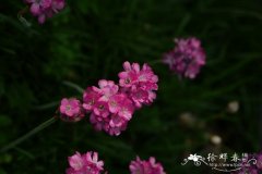 海石竹Armeria maritima