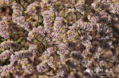 二色补血草Limonium bicolor