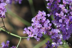 大叶补血草Limonium gmelinii