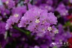 勿忘我Limonium sinuatum