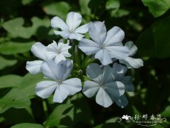 蓝雪花Plumbago auriculata