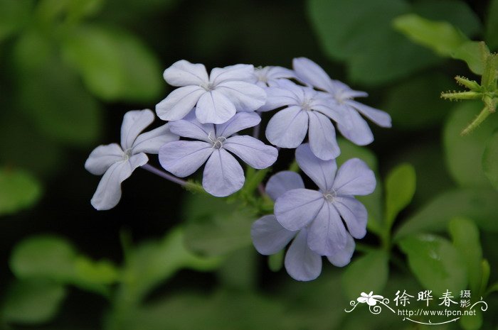 蓝雪花Plumbago auriculata