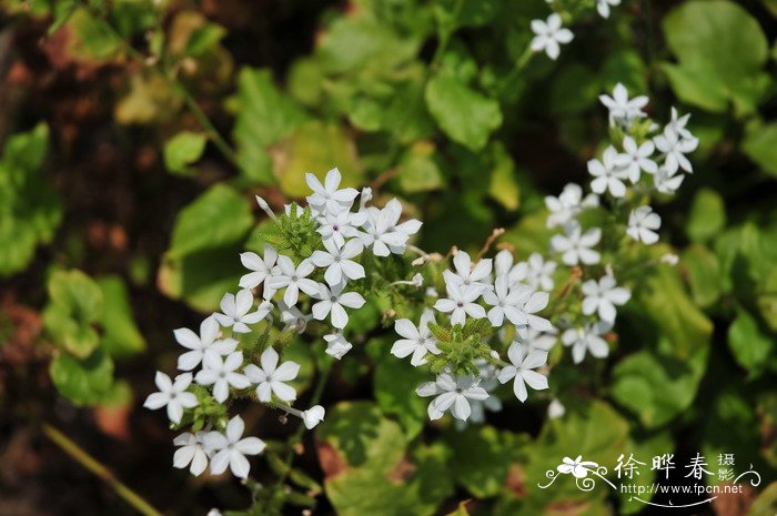 白花丹Plumbago zeylanica