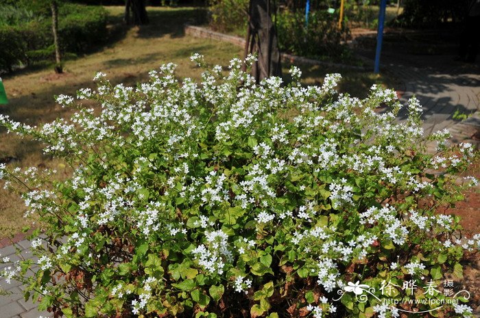 白花丹Plumbago zeylanica