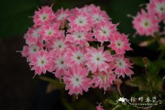 星花福禄考Phlox drummondii var. stellaris