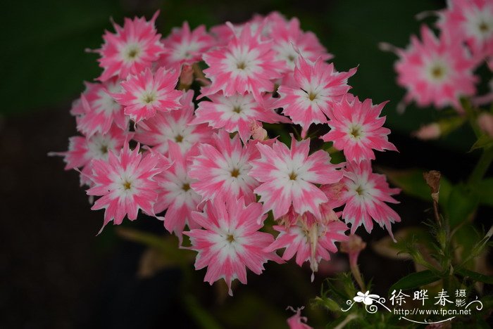 星花福禄考Phlox drummondii var. stellaris