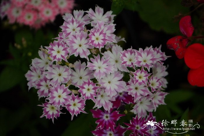 星花福禄考Phlox drummondii var. stellaris