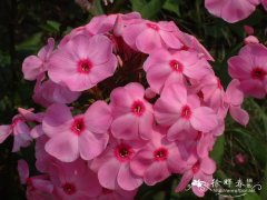 福禄考Phlox drummondii