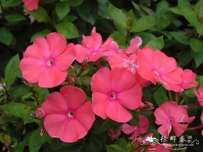 福禄考Phlox drummondii