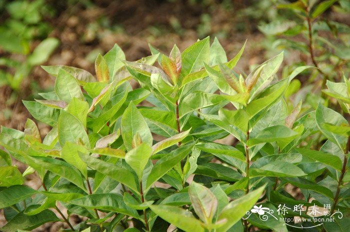 宿根福禄考Phlox paniculata