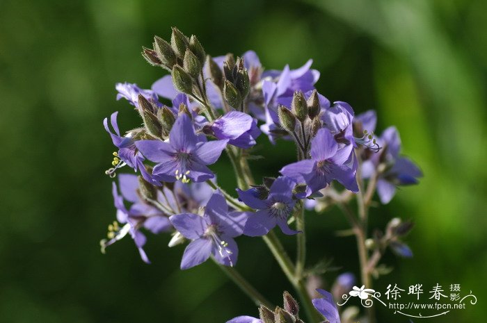 花荵Polemonium caeruleum