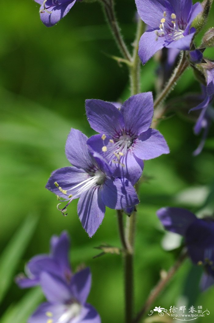 花荵Polemonium caeruleum