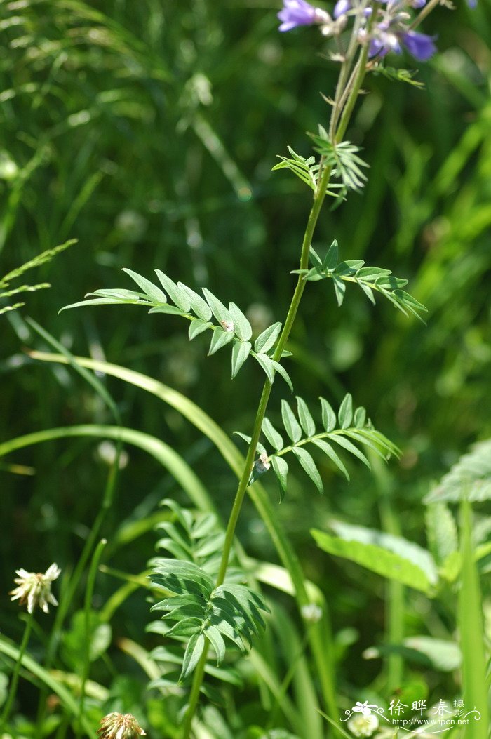 花荵Polemonium caeruleum