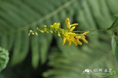 荷包山桂花Polygala arillata