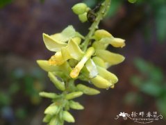 黄花倒水莲Polygala fallax