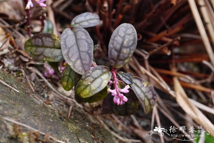 大叶金牛Polygala latouchei