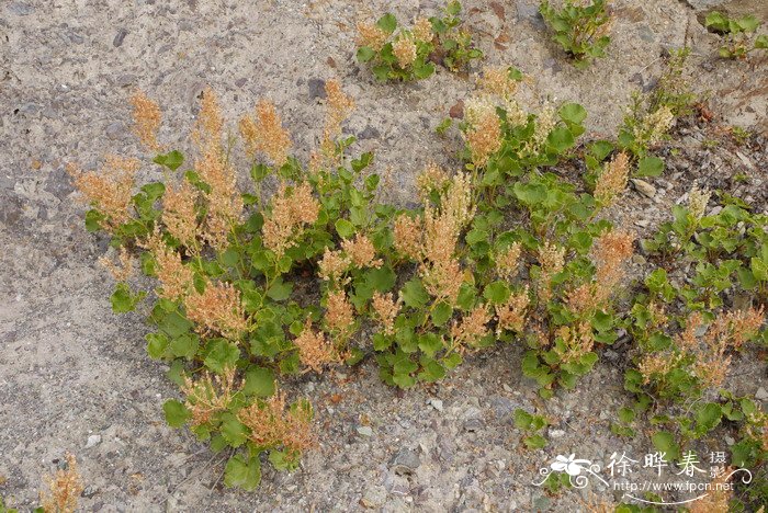 中华山蓼Oxyria sinensis