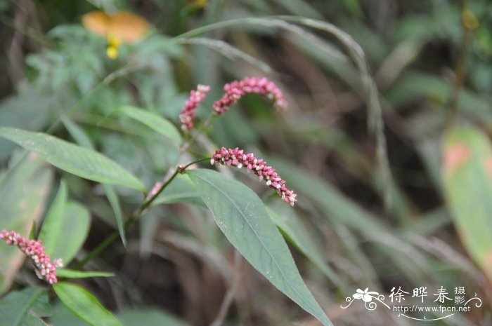 酸模叶蓼Polygonum lapathifolium