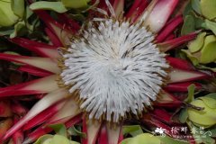 ‘玛芭迪’帝王花Protea cynaroides  'Madiba'